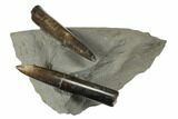 Two Jurassic Belemnite (Passaloteuthis) Fossils - Germany #177633-1